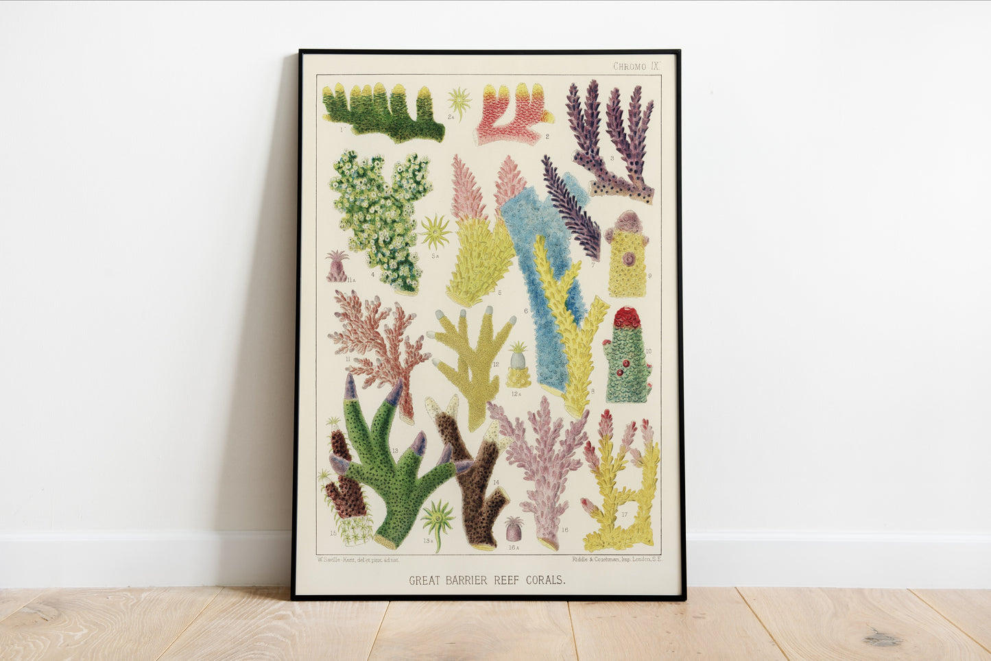 Great Barrier Reef Corals