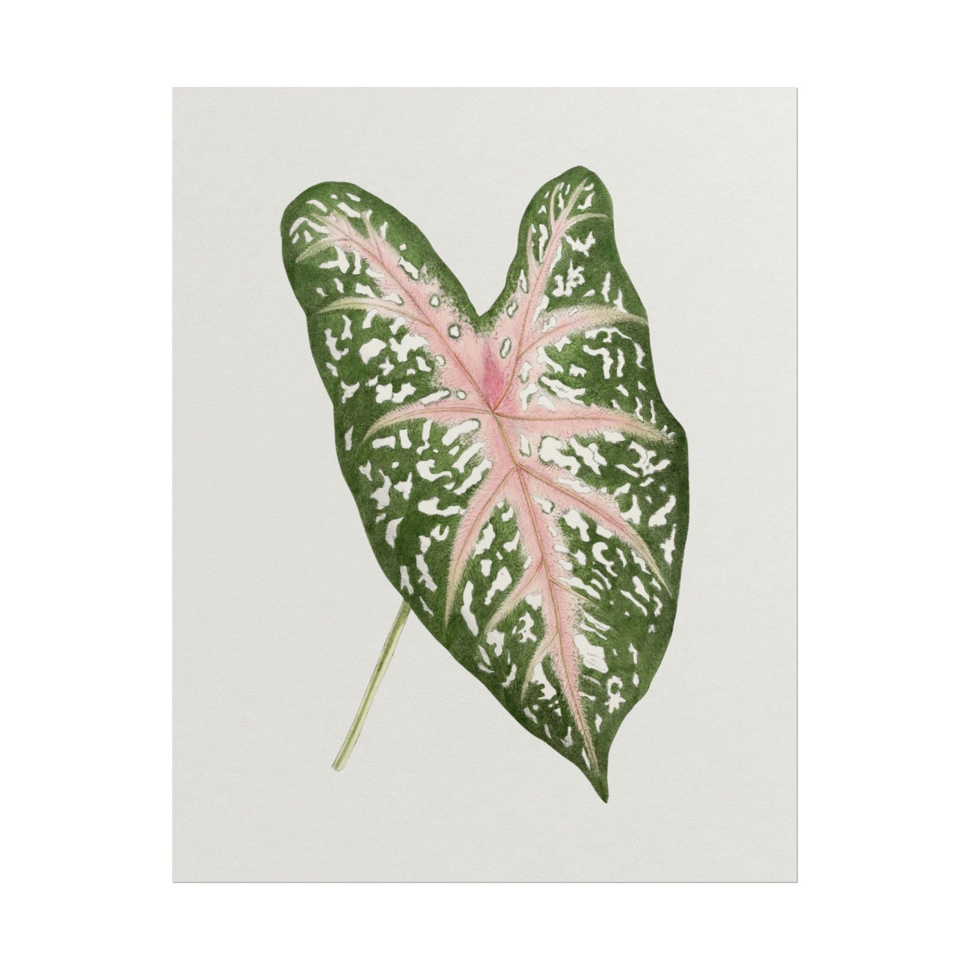 Caladium Leaf 11″×14″