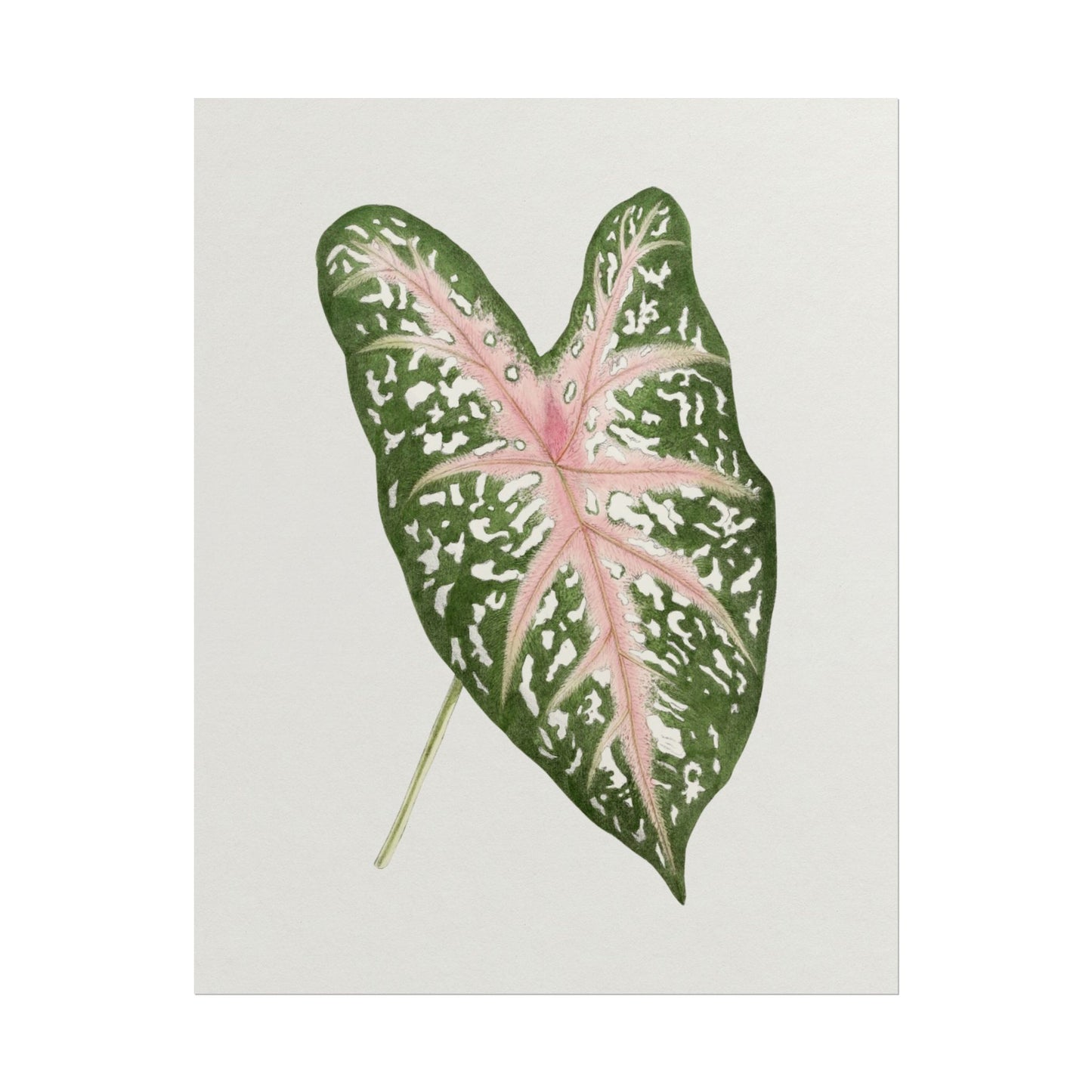 Caladium Leaf