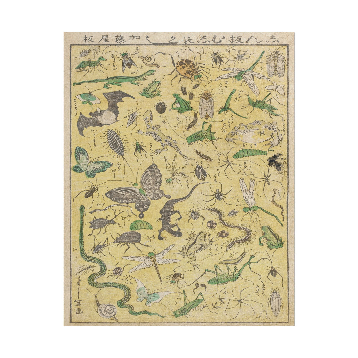 Selected Insects 11″×14″
