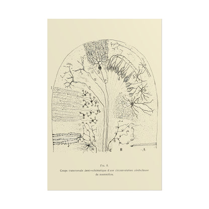 Neuron Drawing poster by Ramon Santiago y Cajal  - 16x24 inch poster print