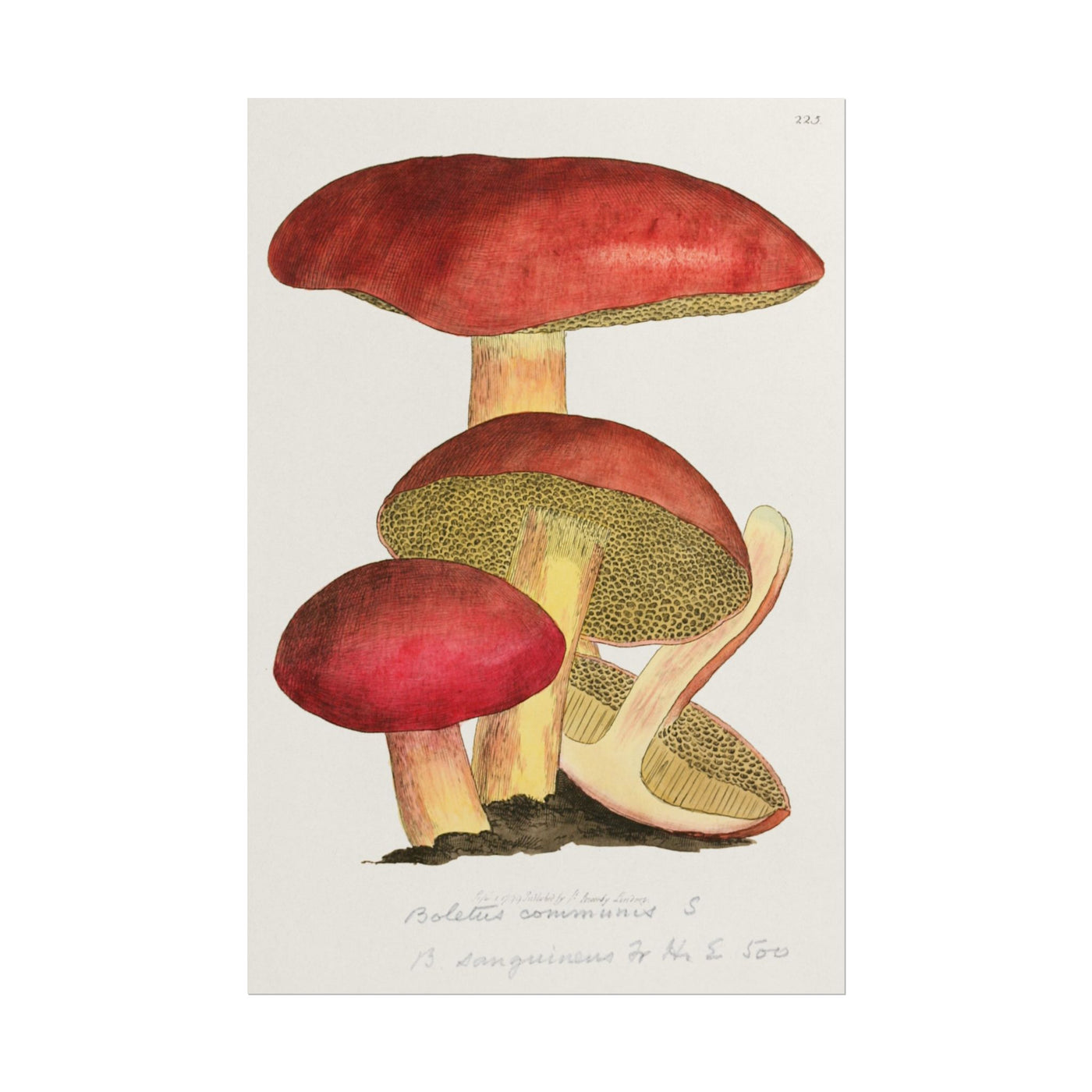 English Fungi 12″×18″