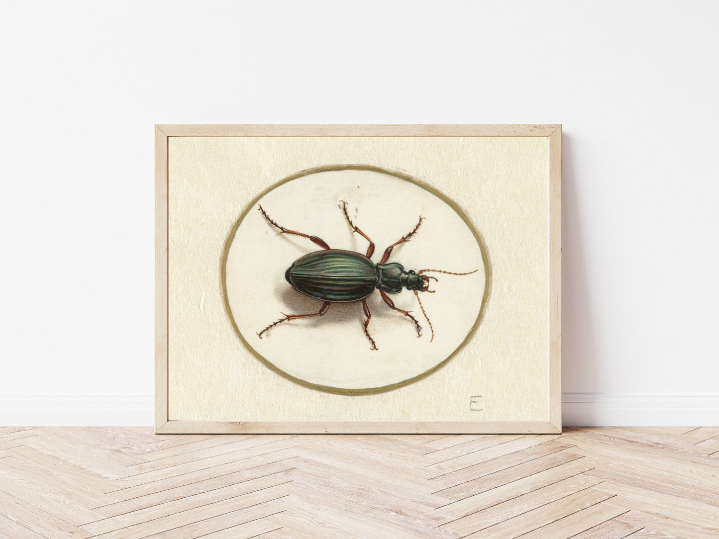 Elegant Beetle Study