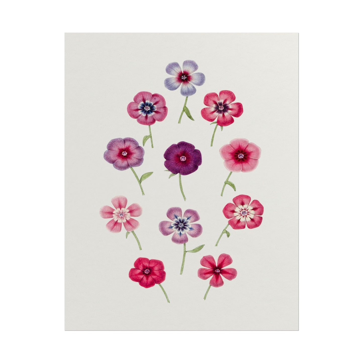 Illustration of colorful phlox flowers in pink and purple hues.