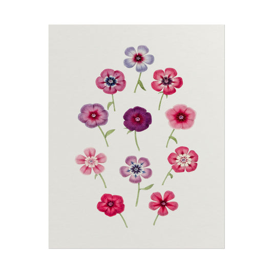 Illustration of colorful phlox flowers in pink and purple hues.