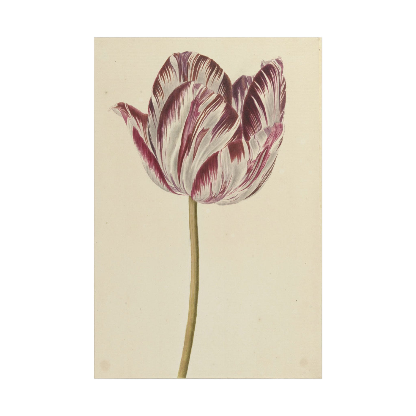 Tulip 12″×18″
