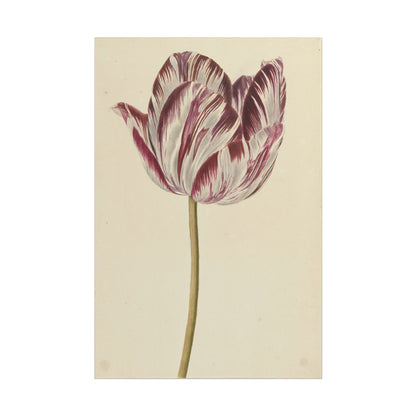 Tulip
