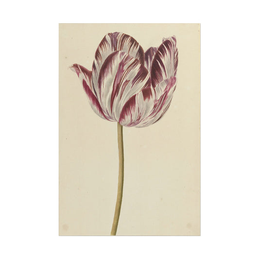 Tulip