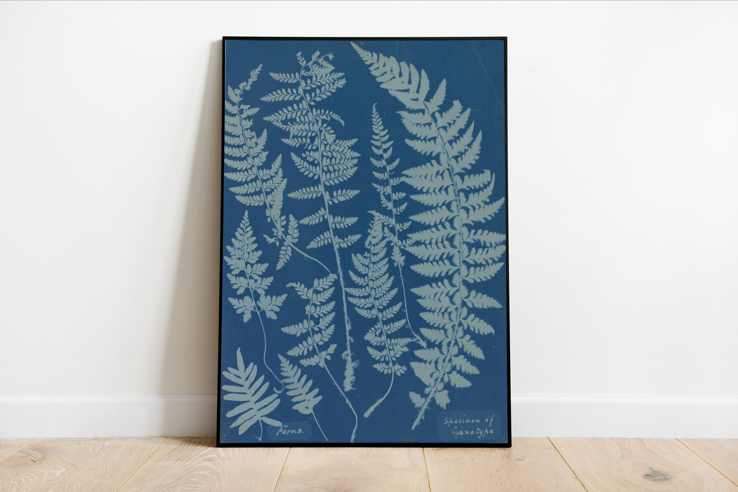 Ferns Cyanotype