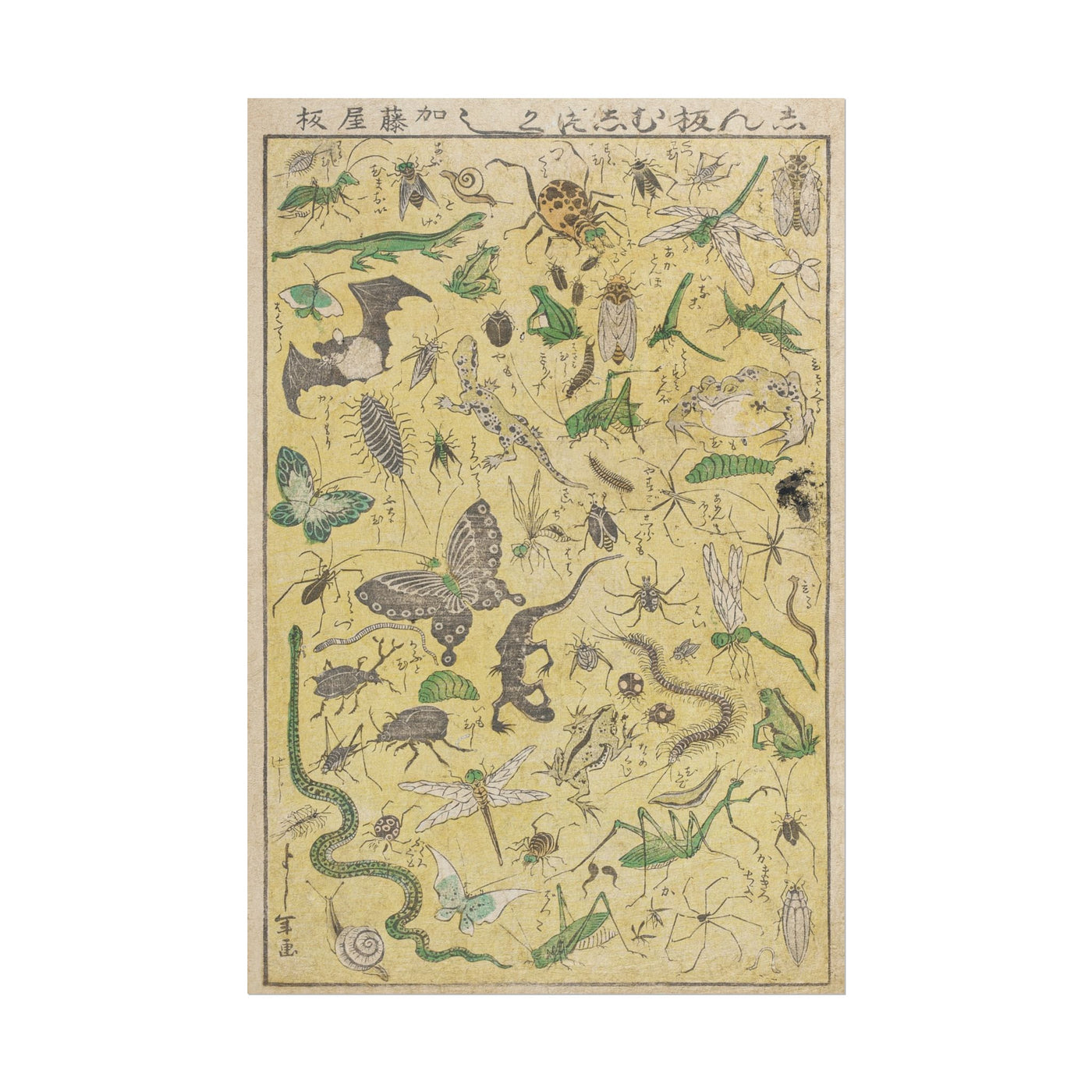 Selected Insects 12″×18″