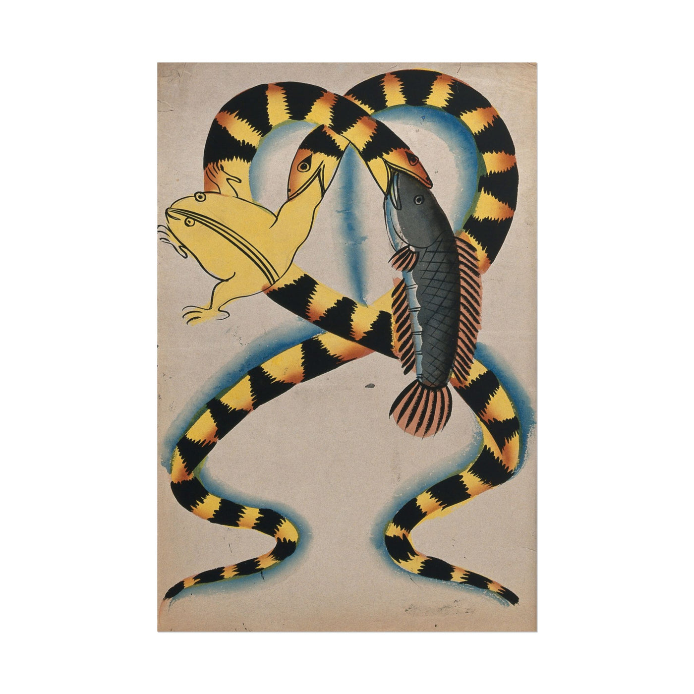 Two Watersnakes Swallowing Fish & Frog 12″×18″