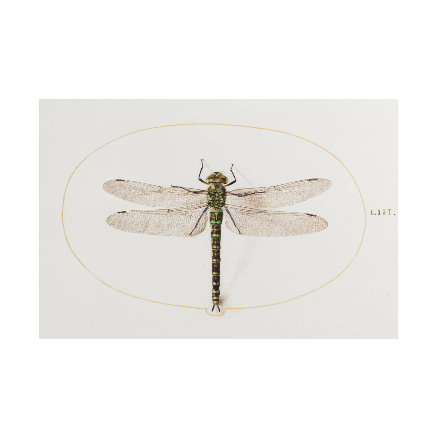 Dragonfly 18″×12″