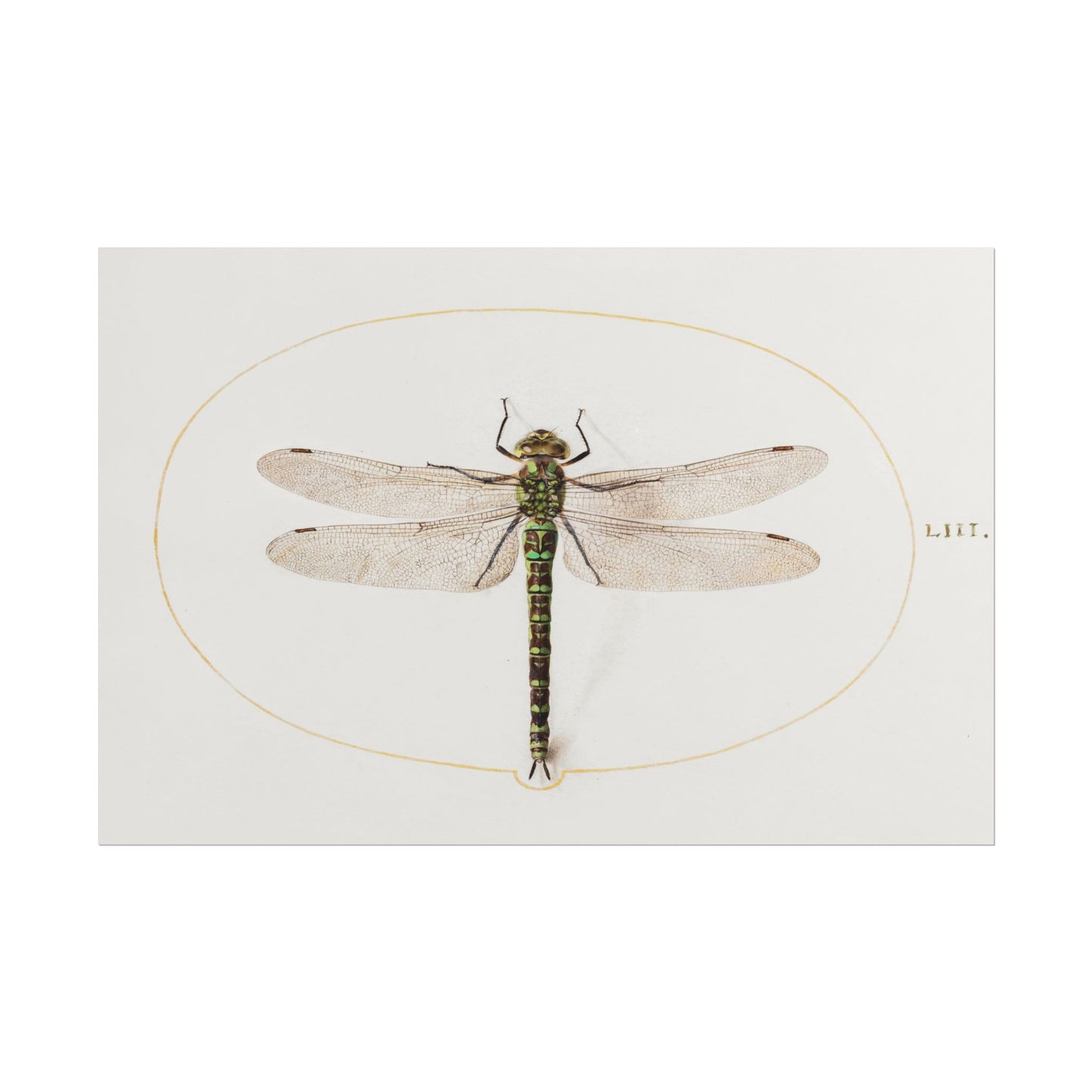 Detailed illustration of a dragonfly by Joris Hoefnagel.
