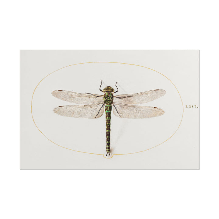 Detailed illustration of a dragonfly by Joris Hoefnagel.