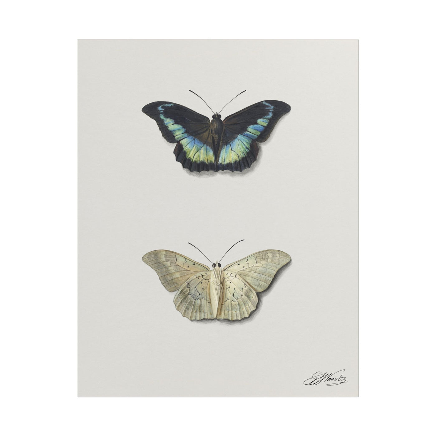Top and Bottom View of a Butterfly 11″×14″