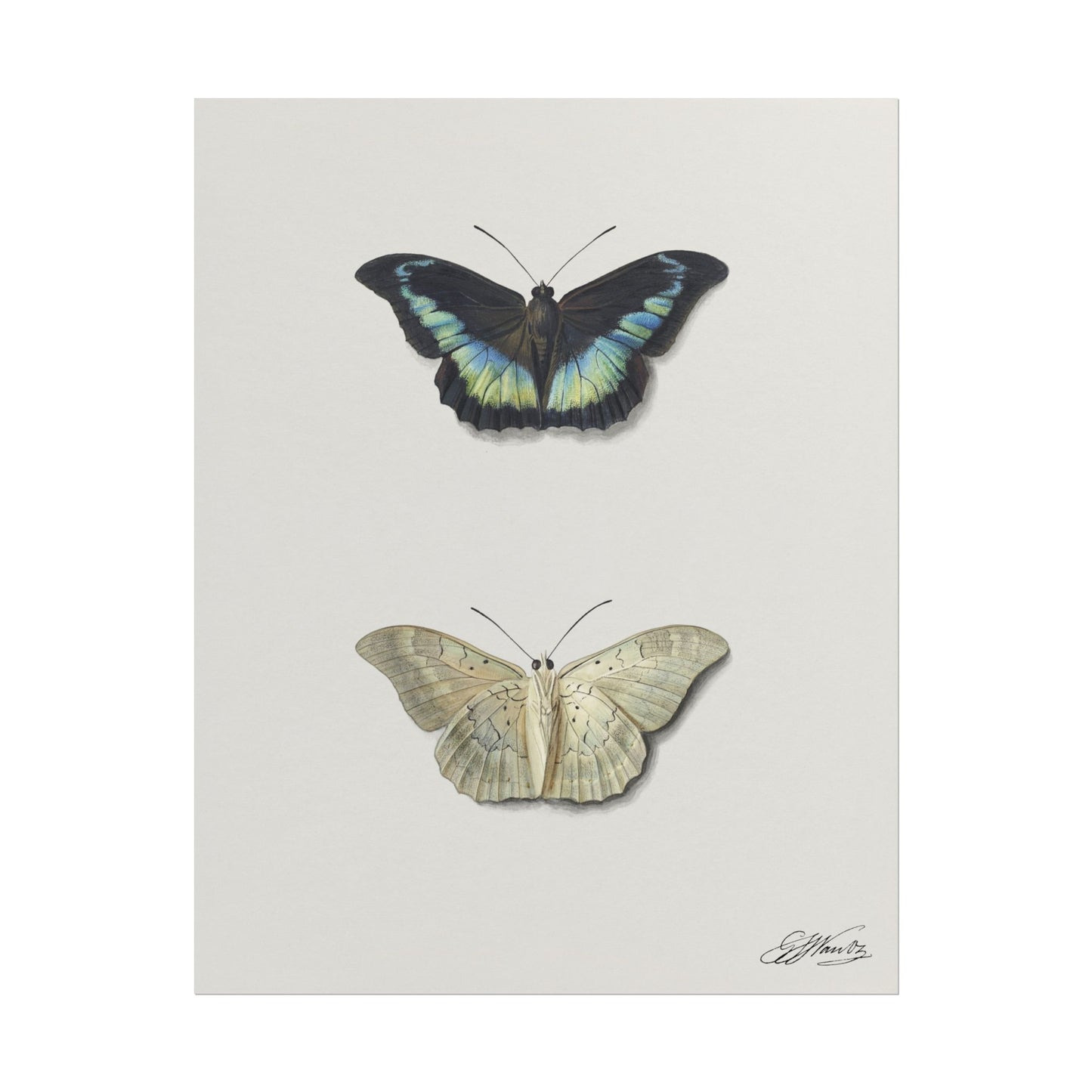 Top and Bottom View of a Butterfly