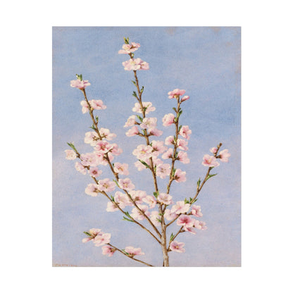 Branch of pink peach blossoms against a blue background.
