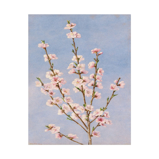 Branch of pink peach blossoms against a blue background.