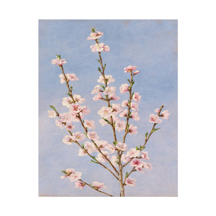 Branch of pink peach blossoms against a blue background.