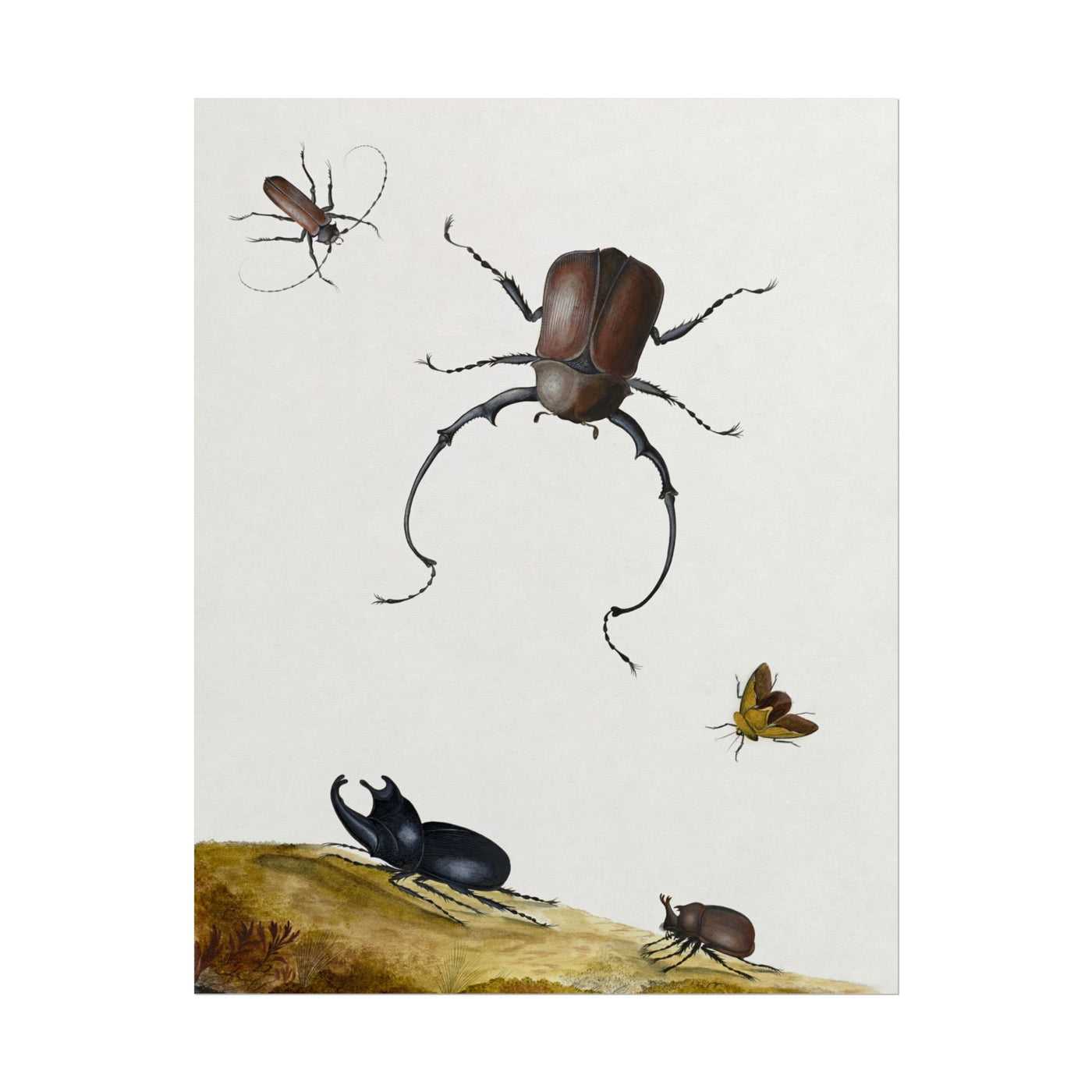Beetles and Stink Bug 11″×14″