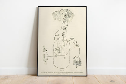 Neuron Drawing poster by Ramon Santiago y Cajal  - Black frame wall art