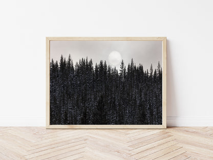 Dark Forest