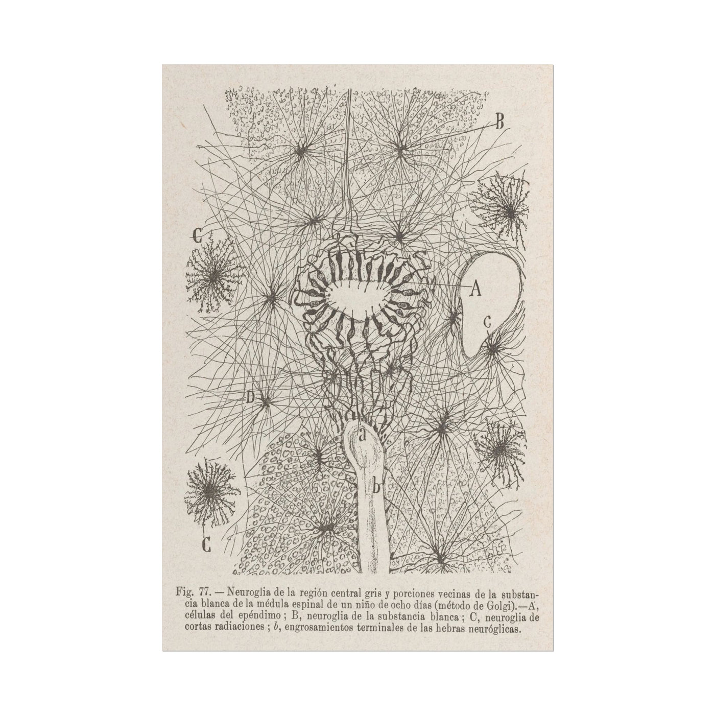 Neuron Drawing 12×18