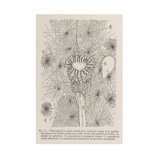 Neuron Drawing poster by Ramon Santiago y Cajal  - 12x18 inch print