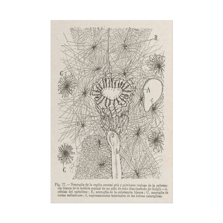 Neuron Drawing poster by Ramon Santiago y Cajal  - 12x18 inch print