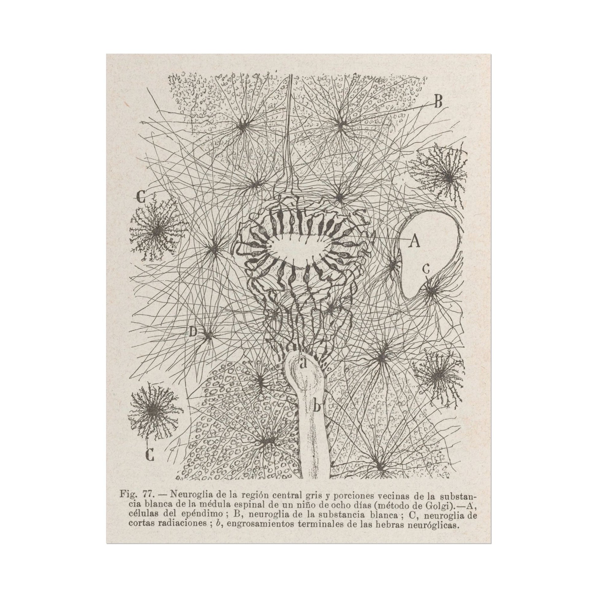Neuron Drawing poster by Ramon Santiago y Cajal  - 11x14 inch print