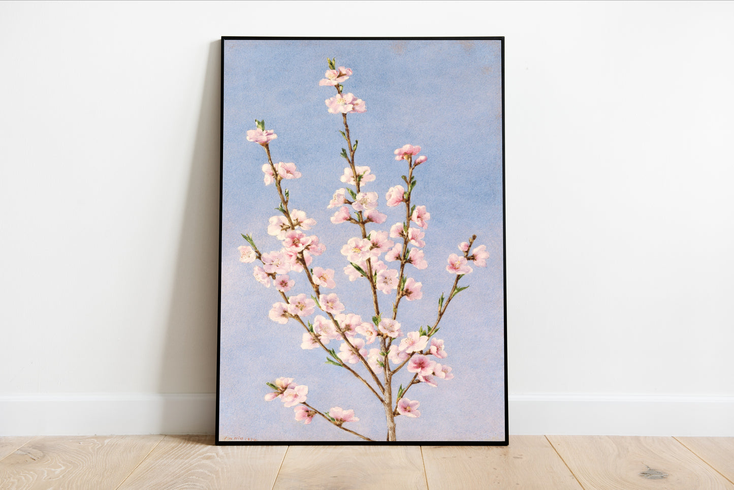 Peach Blossoms