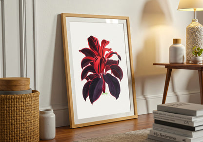 Hawaiian Ti Plant Illustration