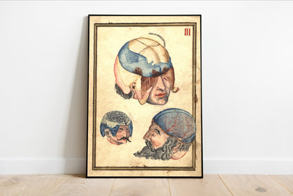 Three Heads Anatomical