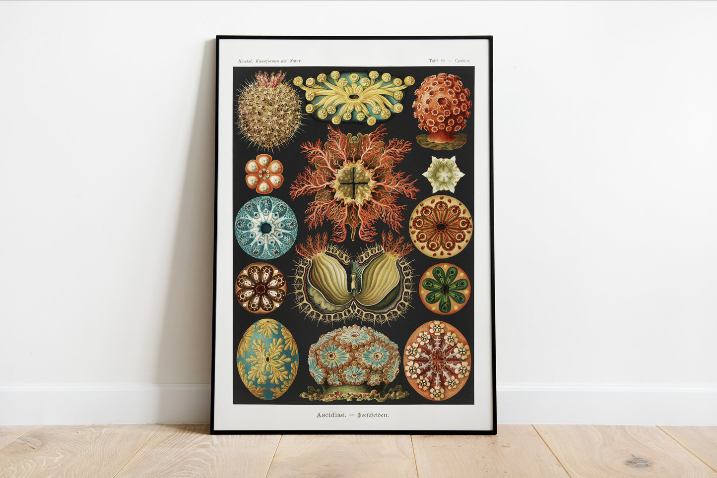 Ascidiae - Seescheiden