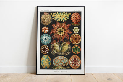 Ascidiae - Seescheiden