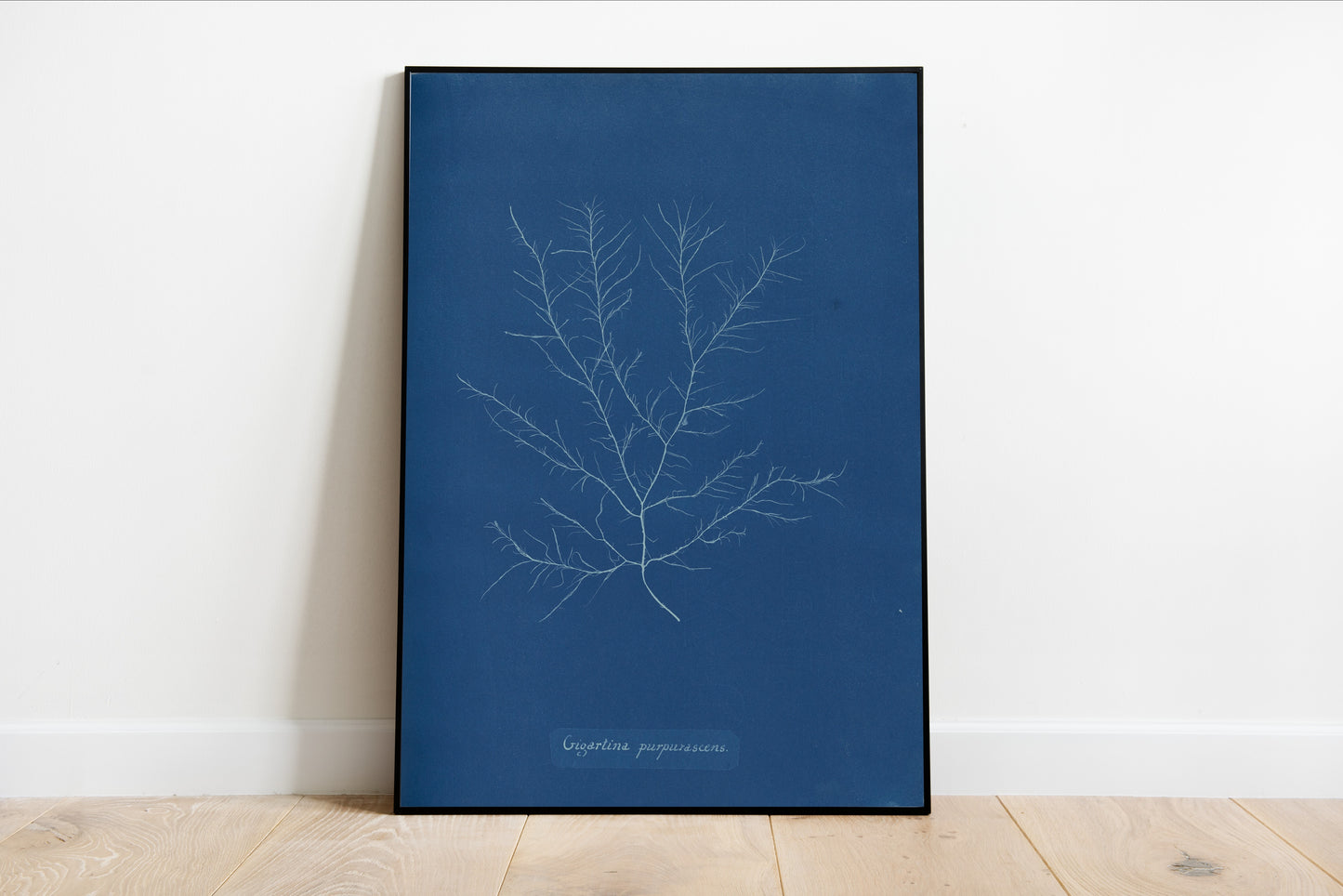 Gigartina Pupurascens Cyanotype