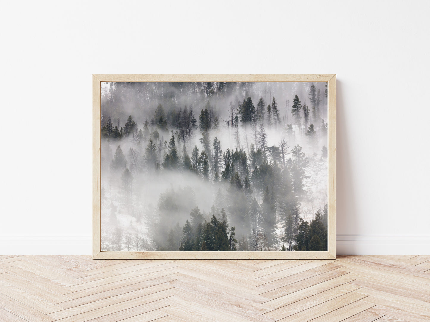 Fog Rolling Through Trees in Lamar Valley