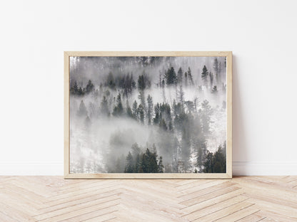 Fog Rolling Through Trees in Lamar Valley