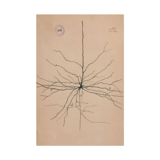Neuron Drawing poster by Ramon Santiago y Cajal  - 12x18 inch print