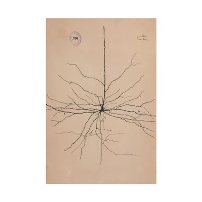 Neuron Drawing poster by Ramon Santiago y Cajal  - 20x30 inch poster print