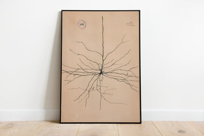 Neuron Drawing poster by Ramon Santiago y Cajal  - Black frame wall art