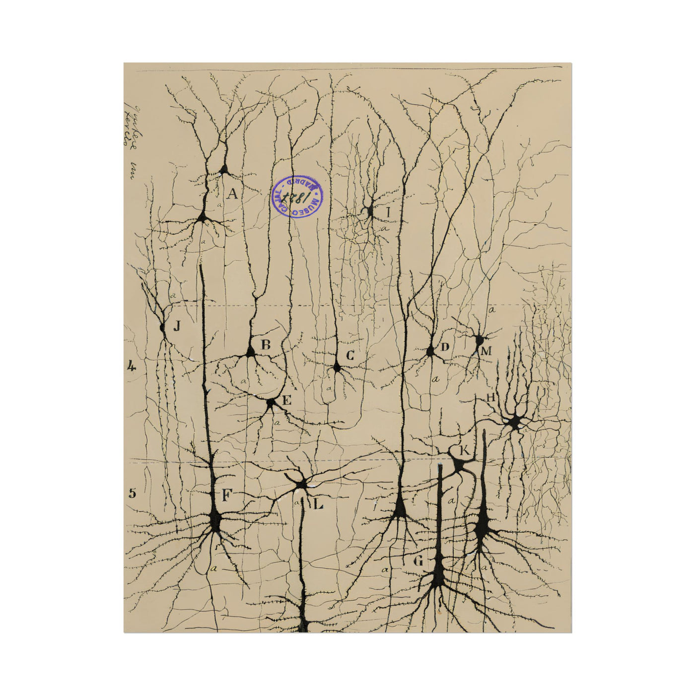 Neuron Drawing 11″×14″
