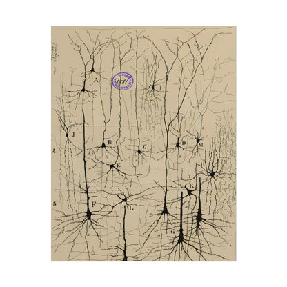 Neuron Drawing poster by Ramon Santiago y Cajal  - 11x14 inch print