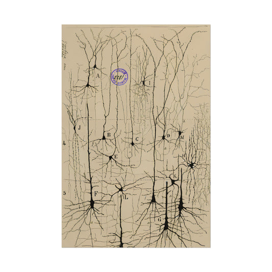 Neuron Drawing poster by Ramon Santiago y Cajal  - 12x18 inch print