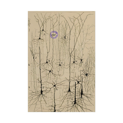 Neuron Drawing poster by Ramon Santiago y Cajal  - 16x24 inch poster print