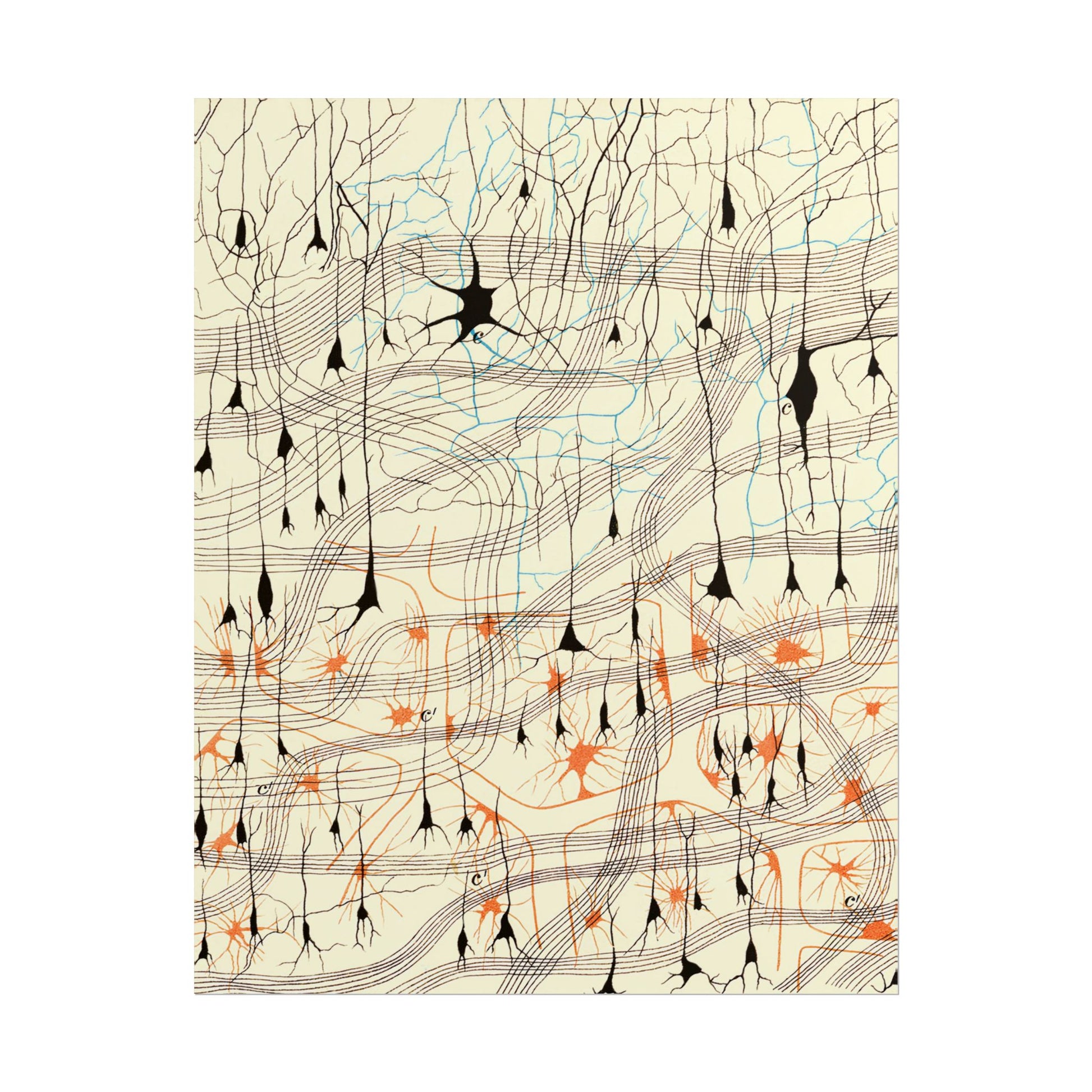 Neuron Drawing poster by Ramon Santiago y Cajal  - 11x14 inch print
