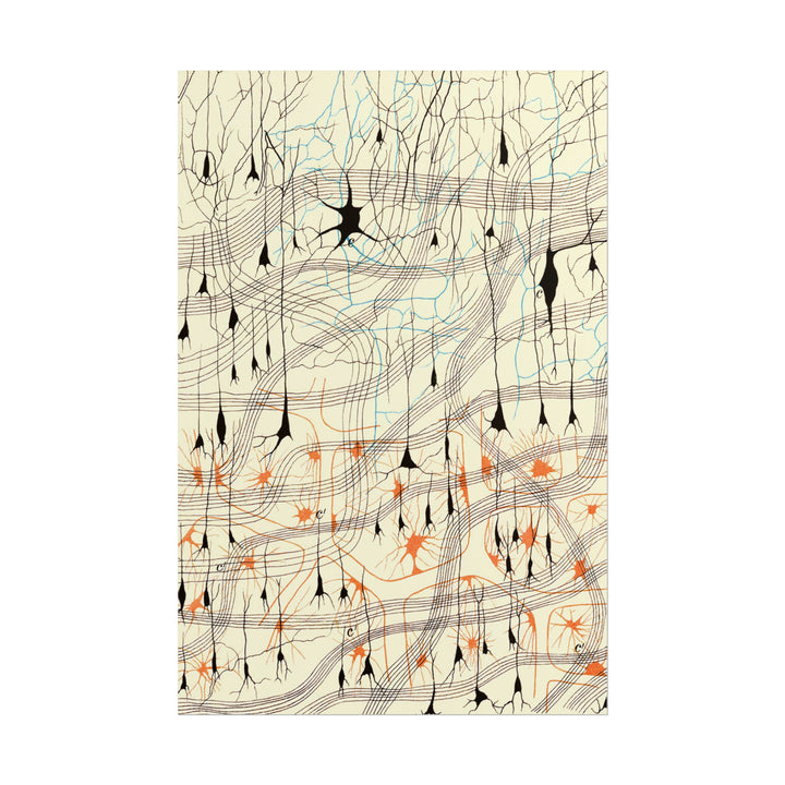 Neuron Drawing poster by Ramon Santiago y Cajal  - 12x18 inch print