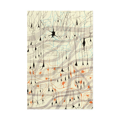 Neuron Drawing poster by Ramon Santiago y Cajal  - 24x36 inch wall art
