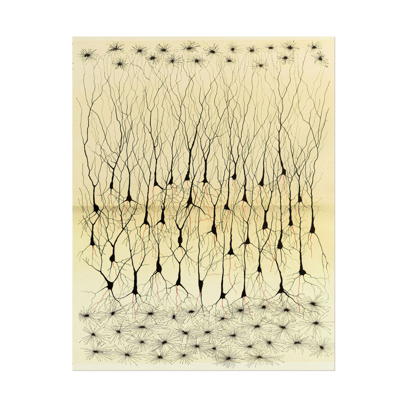 Neuron Drawing 11″×14″