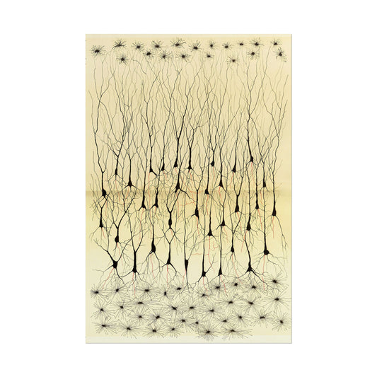 Neuron Drawing poster by Ramon Santiago y Cajal  - 12x18 inch print